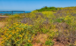 wild flowers growing along central california coast photo