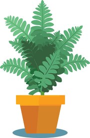 bushy fern plant in a planter