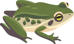 green frog with a yellow eyes