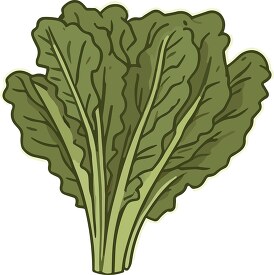 green leafy lettuce with a white background