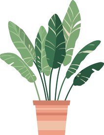 large leaf green house plant potted