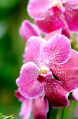 Beautiful Orchids at Singapore Botanical Garden