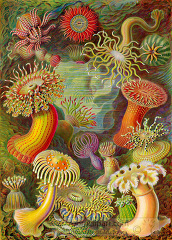 scientific illustration of various species of sea anemones
