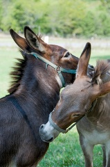 two donkeys standing next to each other