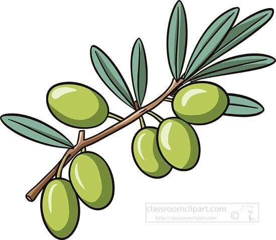 olive branch graphic with detailed leaves and fruit